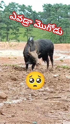 Who is Mogod? | ఎవడ్రా మొగోడు🥺