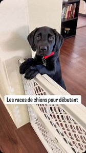 Les 5 races de chiens pour les débutants Choisir son premier chien, c’est important ! Ces races sont parfaites pour t’accompagner dans cette belle aventure. La 5e race, tu l’as trouvée ? | Sourirecanin