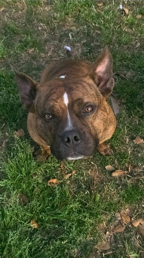 Telling Riley her 43rd Joke!! #funny #jokes #subscribe