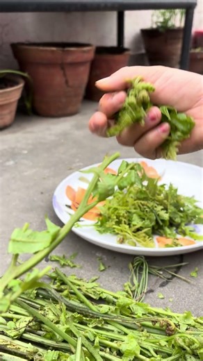 Green vegetable fiddle head fern #countrybeauty #nature #vegetable #greens