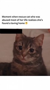 1.1M views · 135K reactions | Every cat deserves the most loving home and family! 凉❤️ | Happy Cat Lovers | Facebook