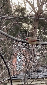 2.1K views · 264 reactions | Chickadees and cardinals drink a lot of maple sap when it’s dripping from the branches. | Coppervine Feeders | Facebook