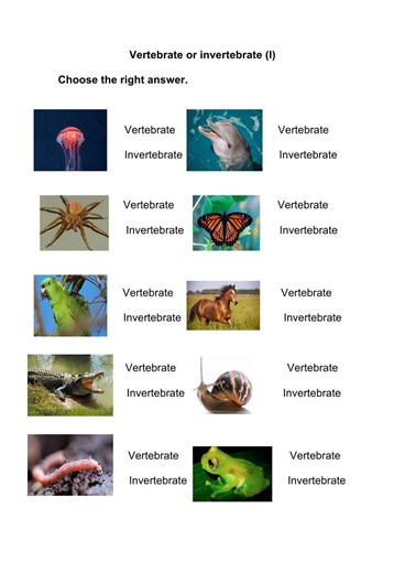 Vertebrates versus invertebrates worksheet