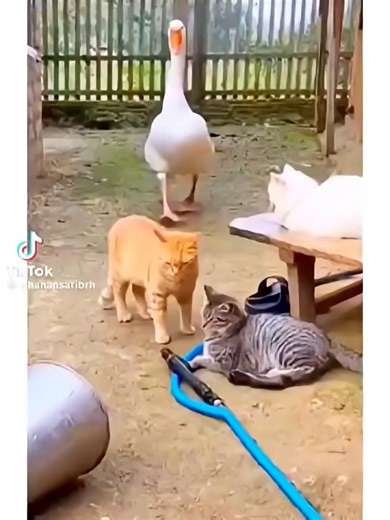 YEhMonLoCoHPAGGunLoCOh_ThE M3s3M#funny #khabylame #clips