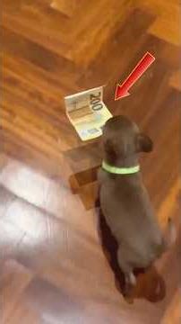 Funniest Puppies Fails That Are Too Cute #shorts