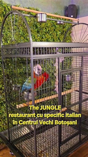 60 reactions | Tocmai s-a deschis un nou restaurant în Centrul Vechi care te va transporta într-o adevărată oază tropicală: TheJungle Botosani 列年 Pregătește-te pentru o experiență culinară de neuitat, cu specific italian autentic, într-un decor absolut spectaculos! Interiorul este gândit ca o junglă luxuriantă, plină de verdeață, iar surpriza cea mai mare sunt... animăluțele exotice care îți vor face companie pe durata mesei! | Relu Chiriac | Facebook