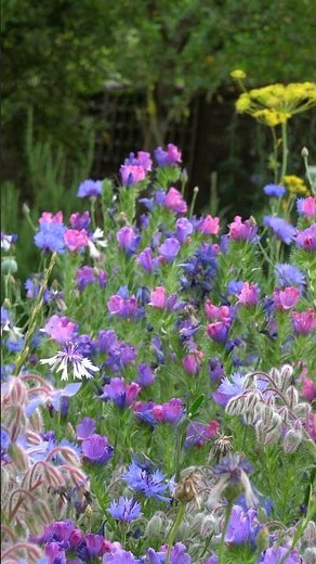 Simple - but essential - wildflower growing tip