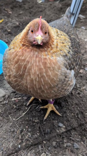 Building the Perfect Chicken Coop for Your Backyard