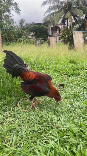 sho_papi (@sho_papi12)’s videos with som original - AV music