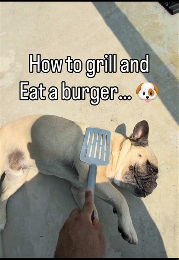 How to Grill and Eat a Burger with a French Bulldog