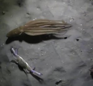 OCTOPUS vs CRAB. It's a tough world down there, watch until the end: | Downrigger Shop