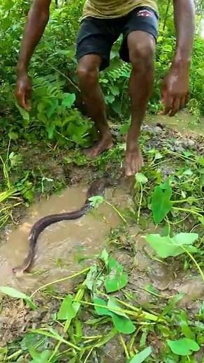 Big Catfish Catching Technique By Hand #fishing #bigfish #catfish