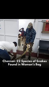 At least 22 snakes of different species, and one Chameleon were recovered from a woman passenger's bag at Chennai airport. The passenger arrived from Malaysia on Friday. #ChennaiAirport #IndiaNews #Snakes #Malaysia #Chennai | News18