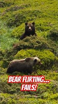 Beating rivals? Easy. Winning her heart? Not so much. #wildlife #pbs #animals #transylvania #bears