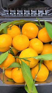 Satsuma Mandarins #satsuma #mandarin #satsumamandarin #oranges #mandarins #satsumas #japanorange #versatilevicky #japanese #japanfood #japanfruit | Versatile Vicky