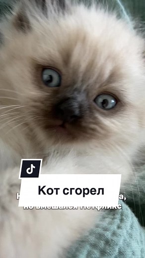 Обратный Майкл Джексон 🥲 #кот #регдолл #cat #mem #ragdoll
