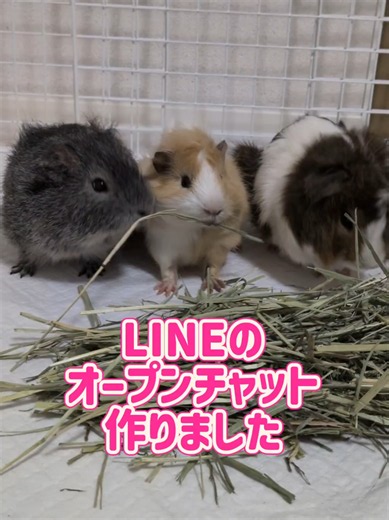 LINEオープンチャット作りました🐹登録お願いします🥺🥺 #モルモット #LINE #オープンチャット #オプチャ #天竺鼠