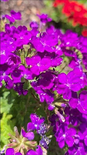 VERBENA🦋 ''Homestead'' - excellent groundcover, drought-tolerant and attracts pollinators.