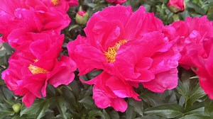 How to care for peonies, the flower that blooms for generations