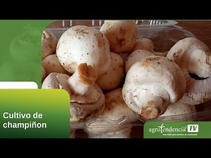 Mushroom cultivation in 2 minutes