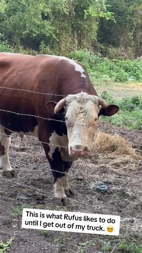 17K views · 548 reactions | #rufusthebull #cow #bull | Va Kimhong | Facebook