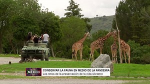 La aparición del coronavirus representó un golpe para los proyectos de conservación e investigación de fauna que realiza el parque Africam Safari en México. Localizado en el estado de Puebla, el ecoparque es hogar de más de 5.700 animales, pertenecientes a más de 400 especies. Este refugio tiene que replantear su proyecto debido al cierre del lugar y de sus centros de investigación, tanto dentro como fuera del país. | CNN en Español