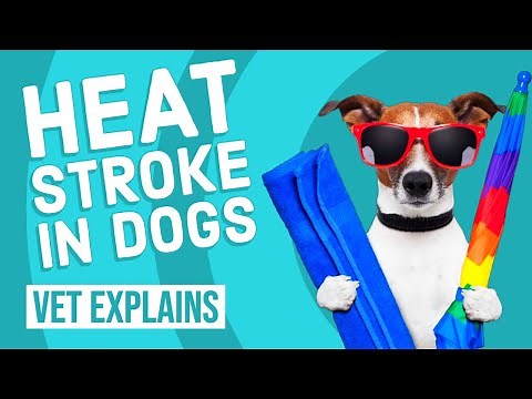 Heat Stroke in Dogs | Vet Tips