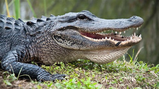 Beneath the Canopy: The Untold Story of the Everglades and Its Vital Ecosystem