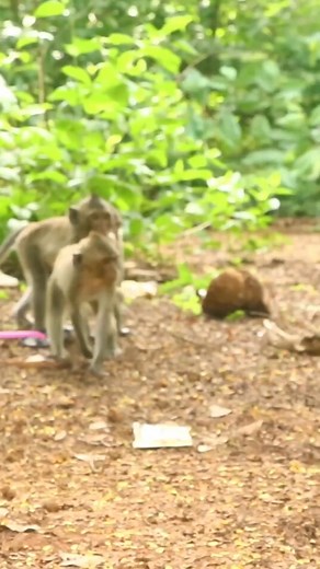 Funny Monkey pranks video | Funnymonkey9653