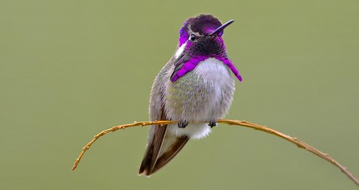 Costa's Hummingbird Identification, All About Birds, Cornell Lab of Ornithology