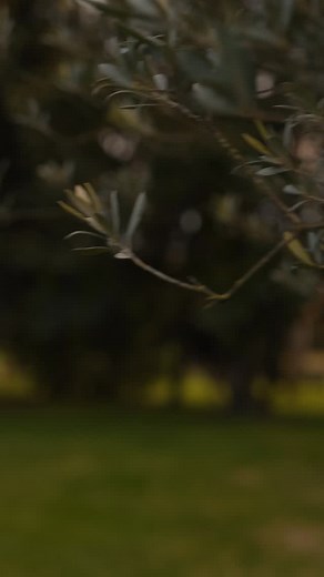 SARAR SS 25 Koleksiyonu, ilhamını doğadan alan tasarımlarla sizi yeni bir yaz yolculuğuna çıkarıyor. #SARAR #SararWoman | SARAR