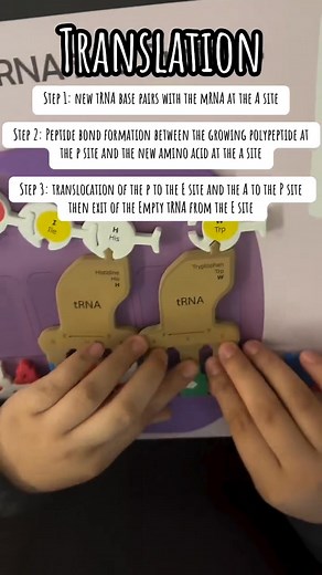 436K views · 5.3K reactions | Modeling Translation | Microbiologists | Facebook