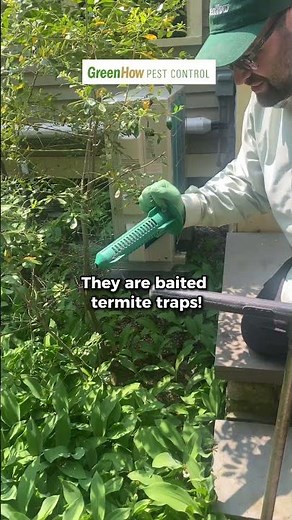 Termite Treatment #termites #termitetreatment #pestcontrol