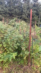 1.6K views · 71 reactions | Row 17, 18, 19 and 20 of the main garden | How Does Your Garden Grow? | Facebook