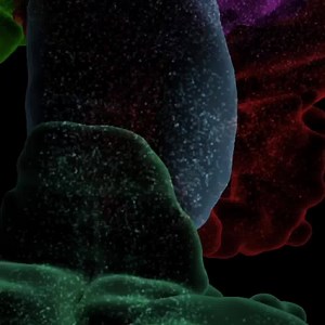 The first digital 3D atlas of every cell in the mouse brain provides neuroscientists with previously unavailable information on major cell types, numbers and positions in all of the 737 brain regions – which could massively accelerate progress in brain science. Released by Ecole polytechnique fédérale de Lausanne (EPFL) Blue Brain Project and published in Frontiers in Neuroinformatics, the Blue Brain Cell Atlas integrates data from hundreds of whole brain tissue stains into a comprehensive, inte