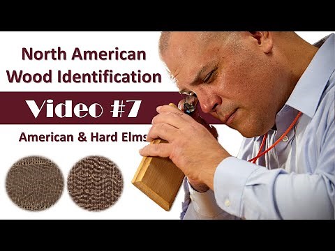 North American Wood Identification #7 - American & Hard Elms