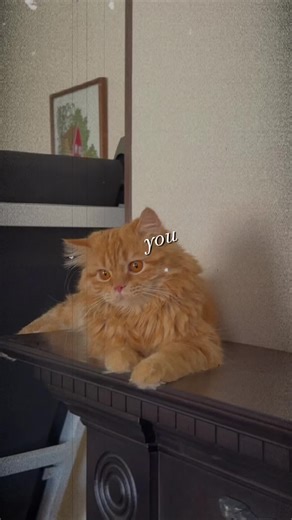 taraneh (@taranehzyee)’s videos with original sound - taraneh