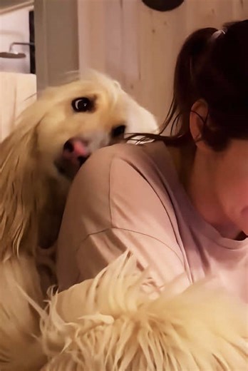 Understanding the Definition of a Velcro Dog