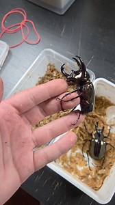 1M views · 7.8K reactions | Nowe zwierzaki :D 荒荒荒 #bug #bugs #animal #animals #spider #hobby #spiders #insect #insects #owad #owady #asmr #beetle #beetles #rhinobeetle | Venomous Art | Facebook