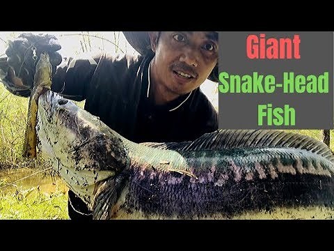 How to Catch Giant Snake-Head Fish in Cambodia