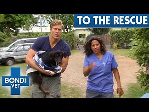 3 Hours of Bondi Vet’s Toughest Animal Rescues | Bondi Vet