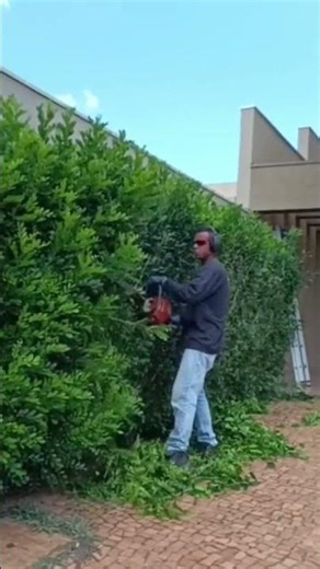 Pruning a hedge - Myrtle Shrub