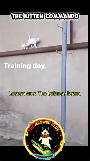 Kitten Commando Training Day #cats
