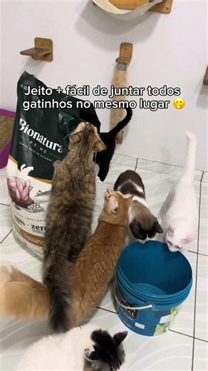 Link na bio: alimentação - ração #gatos #racao #cuidadoscomgatos
