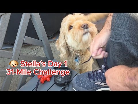 31-Mile Dog Walk Challenge for American Cancer Society #DogWalkChallenge #AmericanCancerSociety
