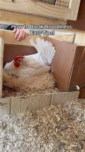 @chickmeout6 on Instagram: "Why would I want to break broodiness?! I don’t have fertilized eggs, so there’s no need for a broody hen. Here’s how I gently break the broodiness to protect her health. 🐓💛 #chicken #broodyhen #chickencare #chickentips #chickenhealth #raisingchickens #backyardchickens #petchickens #chickensofinstagram"