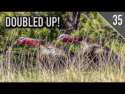 TWO GOBBLERS DOWN - Montana Merriam's Shot Mid-Gobble!