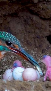 #birdsofafeatherflocktogether #birds #birdsplanet #birdsofinstagram #birdsofafeather #birdsofinsta #birdslife #birdsarealifetime #birdsmagazine #birdsetfree #birdstagram #birdsofprey #birdsphotography #birdslovers #birdsinflight #birdslover #birdselite #birdsofig #birdseye #birdsong #birdseyeview #birdsview #bird #birdsofindia #birdspotting #birdsanctuary #birdsnest #birdsofparadise #birdsofsouthafrica #birdskulltattooHunting | Watch bird