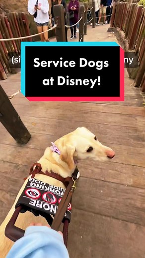 Service Dog Handlers Enjoying Rides at Disney: A Magical Experience