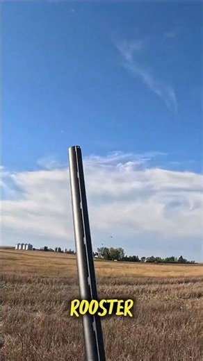 Did Someone Say ROOSTER!